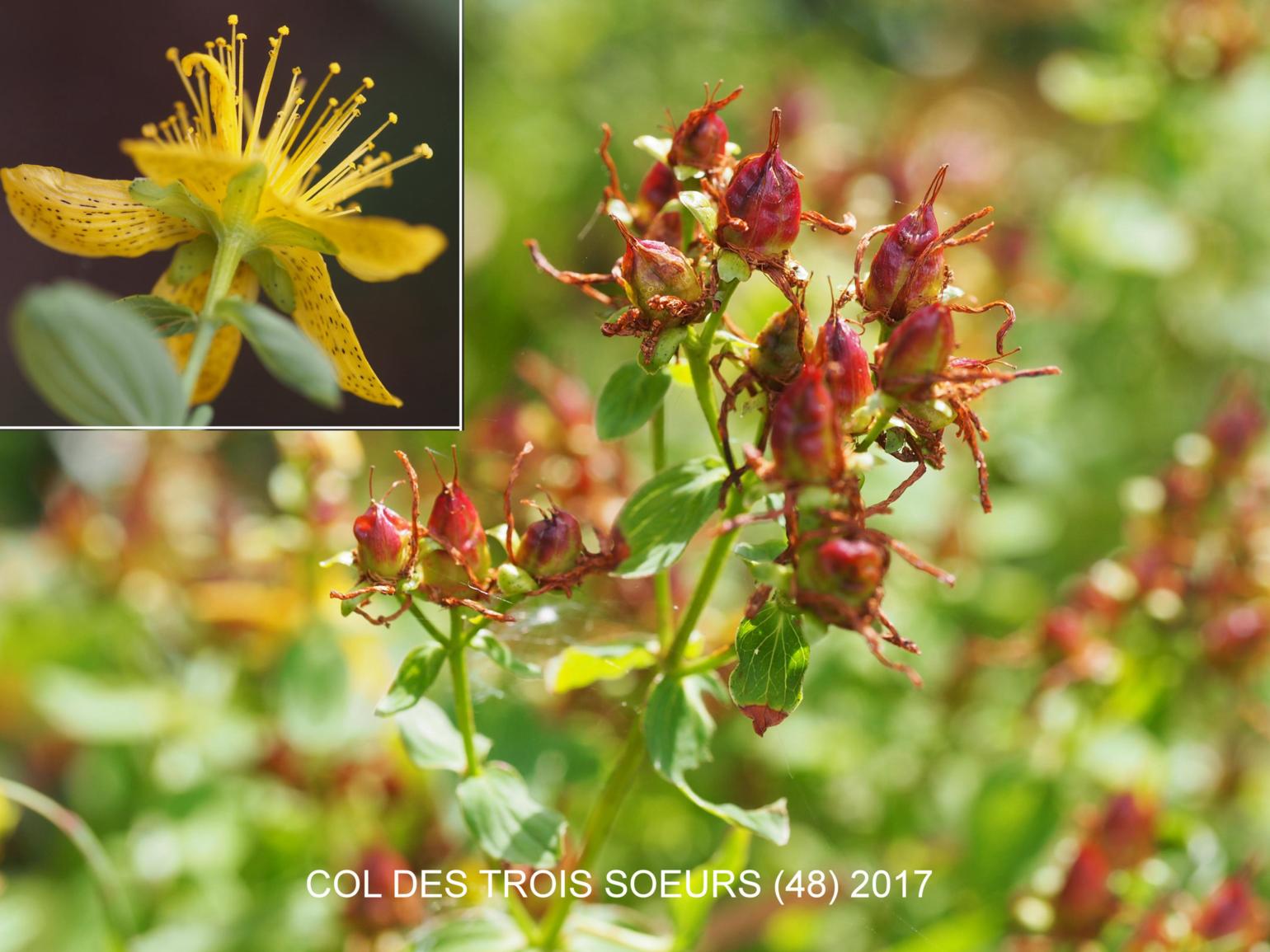 St. John's Wort, Imperforate